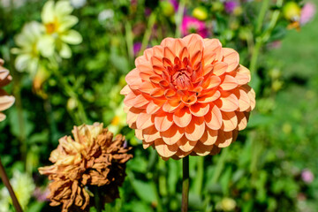 Close up of one beautiful large vivid orange dahlia flower in full bloom on blurred green background, photographed with soft focus in a garden in a sunny summer day.