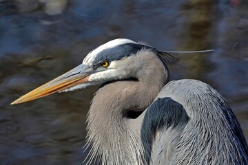 Head shot of a Great blue heron up close.
