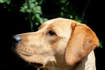 Portrait of Labrador Retriever looking at something close up on face. High quality photo