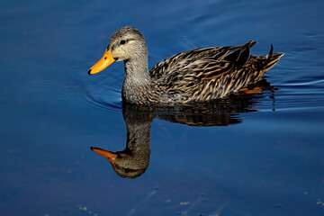 Swimming Mottled duck with reflection in calm water. Anas fulvigula.