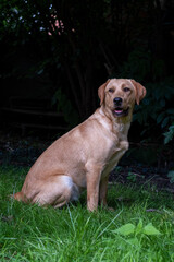 Close up image of golden brown labrador retriever, sitting on green grass in a park or garden, looking up, dog collar, lit by sun, blurry background, vertical image. High quality photo