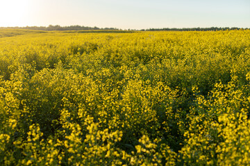 Obraz premium Yellow blooming rapeseed field against the blue sky with clouds. Sunny day.