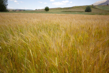 Farming. Wheat field in summer.