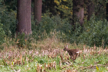 A running deer in a freshly mowed corn field with forest in the background