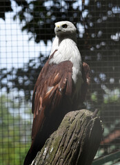 The brahminy kite, Haliastur indus, formerly known as the red backed sea eagle, is a medium sized bird of prey in the family Accipitridae