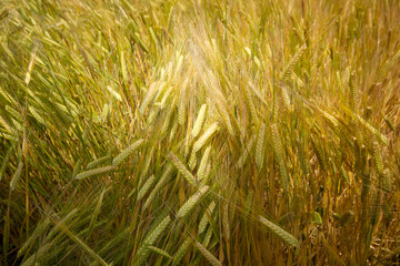 Farming. Wheat field in summer.