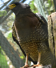 The crested serpent eagle, Spilornis cheela is a medium sized bird of prey that is found in forested habitats across Sumatra, Java and Borneo