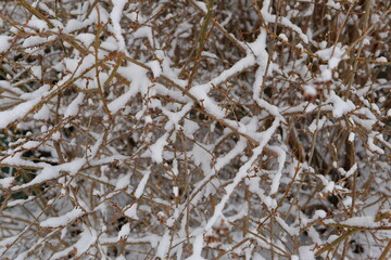 Melancholischer Hintergrund mit verschneiten Forsythien Zweigen.