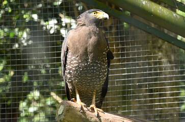 The crested serpent eagle, Spilornis cheela is a medium sized bird of prey that is found in forested habitats across Sumatra, Java and Borneo