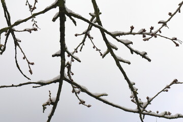 Fototapeta na wymiar Melancholischer Hintergrund mit verschneiten Kirschzweigen.