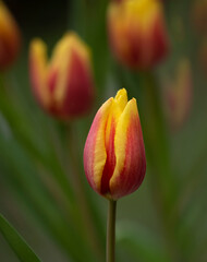 Fototapeta premium Beautiful tulips in bloom