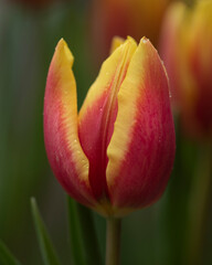 Beautiful tulips in bloom