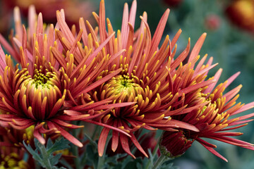 Autumn. Blooming chrysanthemum..