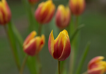 Fototapeta premium Beautiful tulips in bloom