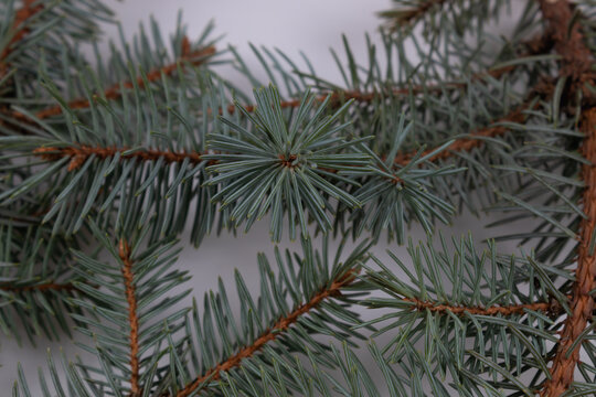 several branches of spruce lie nearby