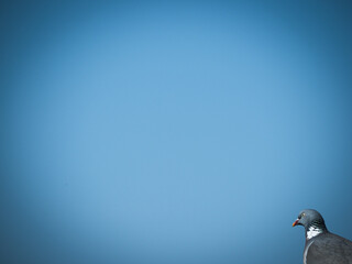 A picture of a pigeon with blue sky. 