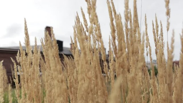 Calamagrostis and Burnet Obtuse
Size: 1980x1080
Frame rate: 60 fps
Color mode: natural