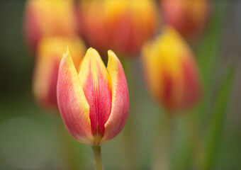 Beautiful tulips in bloom