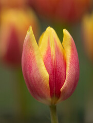 Fototapeta premium Beautiful tulips in bloom