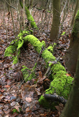 old tree overgrown with moss in the forest