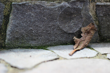 a piece of dry leaf on a stone pavement