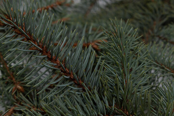 Naklejka na ściany i meble spruce branch close up against the background of other branches
