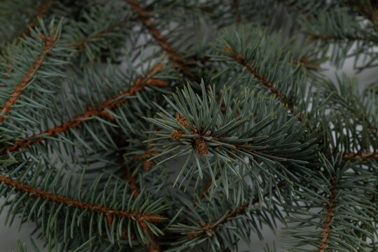 three spreading green spruce branches