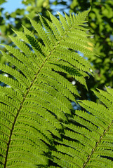 fiori e piante esotici