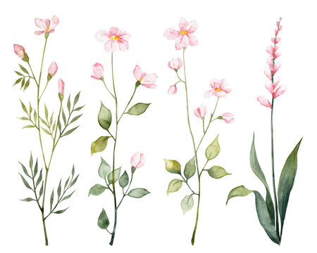 Collection of hand painted watercolor wild flowers