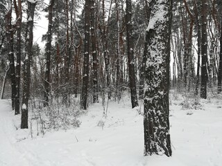 Winter weather landscape and a lot of snow in the forest with trees