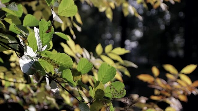 yellow and green maple leaves
Size: 1980x1080
Frame rate: 60 fps
Color mode: natural
