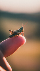 Kleiner Grashüpfer auf einem Finger mit viel Tiefenunschärfe