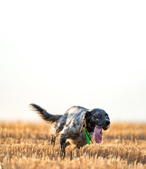 Pointer pedigree dog running over the field against white sky