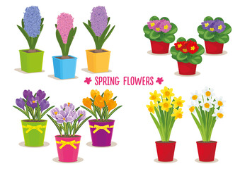 Set of spring garden flowers in pots: hyacinths, crocuses, daffodils, primrose. Isolated on white background