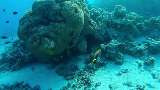 Royal Anglefish (Regal Anglefish) Swimming around coral reef
Underwater shot from, Eilat, Israel ,red sea
