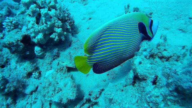 Emperor Anglefish Swimming around coral reef
Underwater shot from, Eilat, Israel ,red sea
