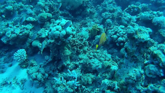 Royal Anglefish (Regal Anglefish) Swimming around coral reef
Underwater shot from, Eilat, Israel ,red sea
