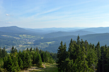 forest in the mountains