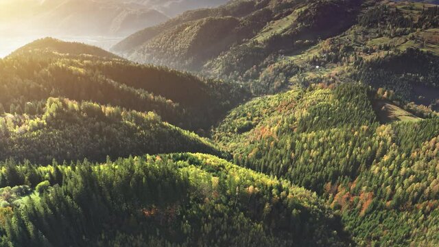 Sunrise at pine forest aerial. Mist at mountain top. Autumn nobody nature landscape. Spruce trees at sun mount range. Autumn green fir wood. Mountaineering vacation at Carpathians, Ukraine, Europe