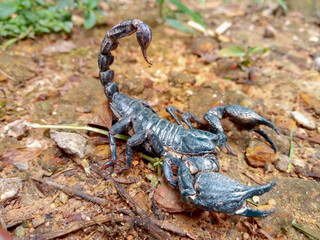 A black scorpion in the nature park