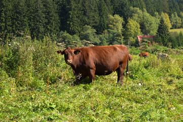 grazing cowson a meadow