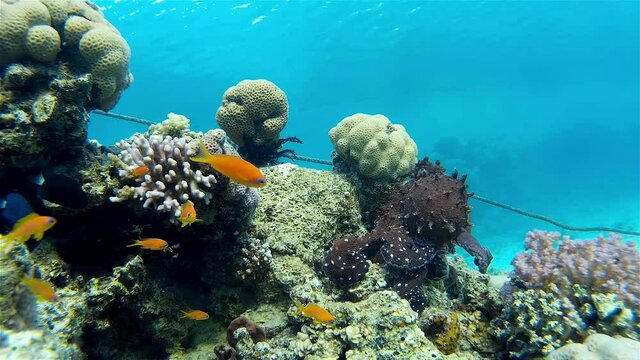 Two Octopus Mating underwater 
Underwater shot from, Eilat, Israel ,red sea
