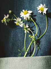 white chamomile flowers on blue denim background vertical macro photo