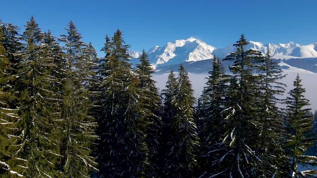 Mont Blanc mountain revealed behind fir tree forest with snow covered white winter alpine landscape viewed from Meg&egrave;ve,  4k aerial video footage from drone near Chamonix, France