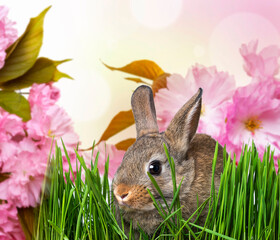 cute easter rabbit eating grass