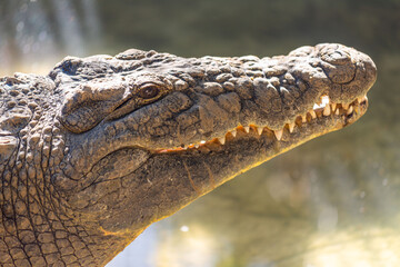 close up of a crocodile