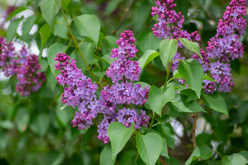 Syringa vulgaris violet purple flowering bush, groups of scented flowers on branches in bloom, common wild lilac tree