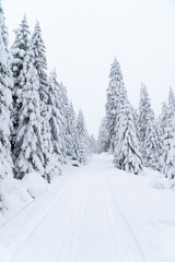 Snowy pine forest in the mountains. Located in Karkonosze, in the mountains of the Czech Republic and Poland.