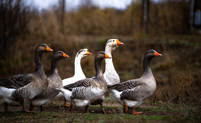 Obraz premium Flock of geese