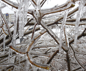 On a winter day, an icy lilac bush with icicles.